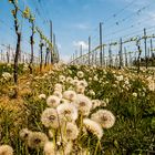 Weinberg oder Pusteblumenplantage ?