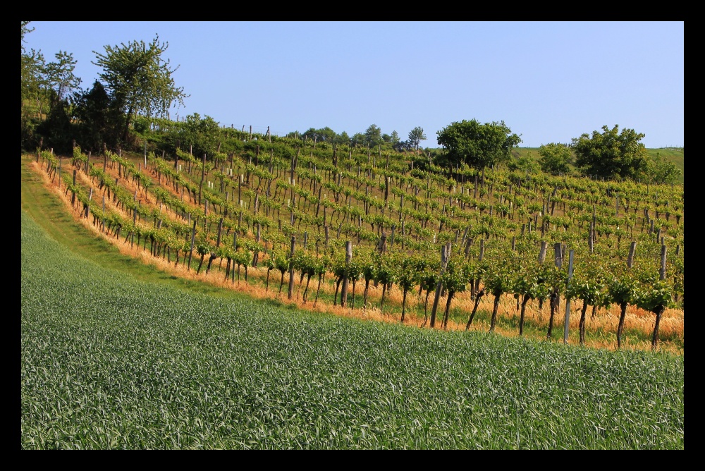 Weinberg oder Weinhügel ?