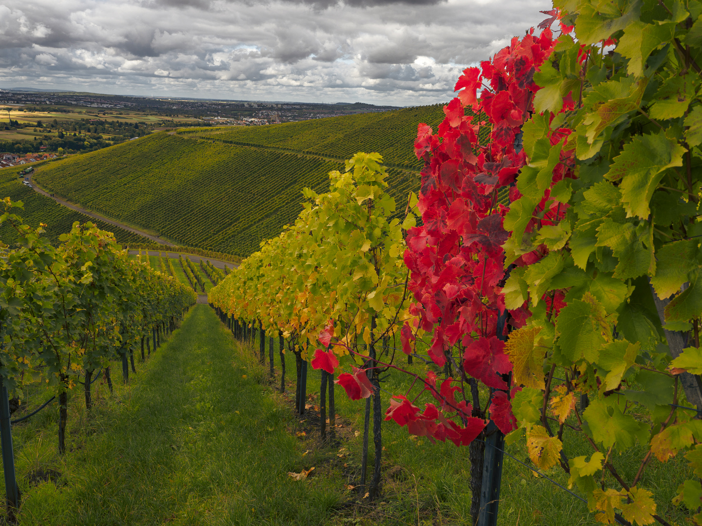 Weinberg Ortsteil Strümpfelbach_2