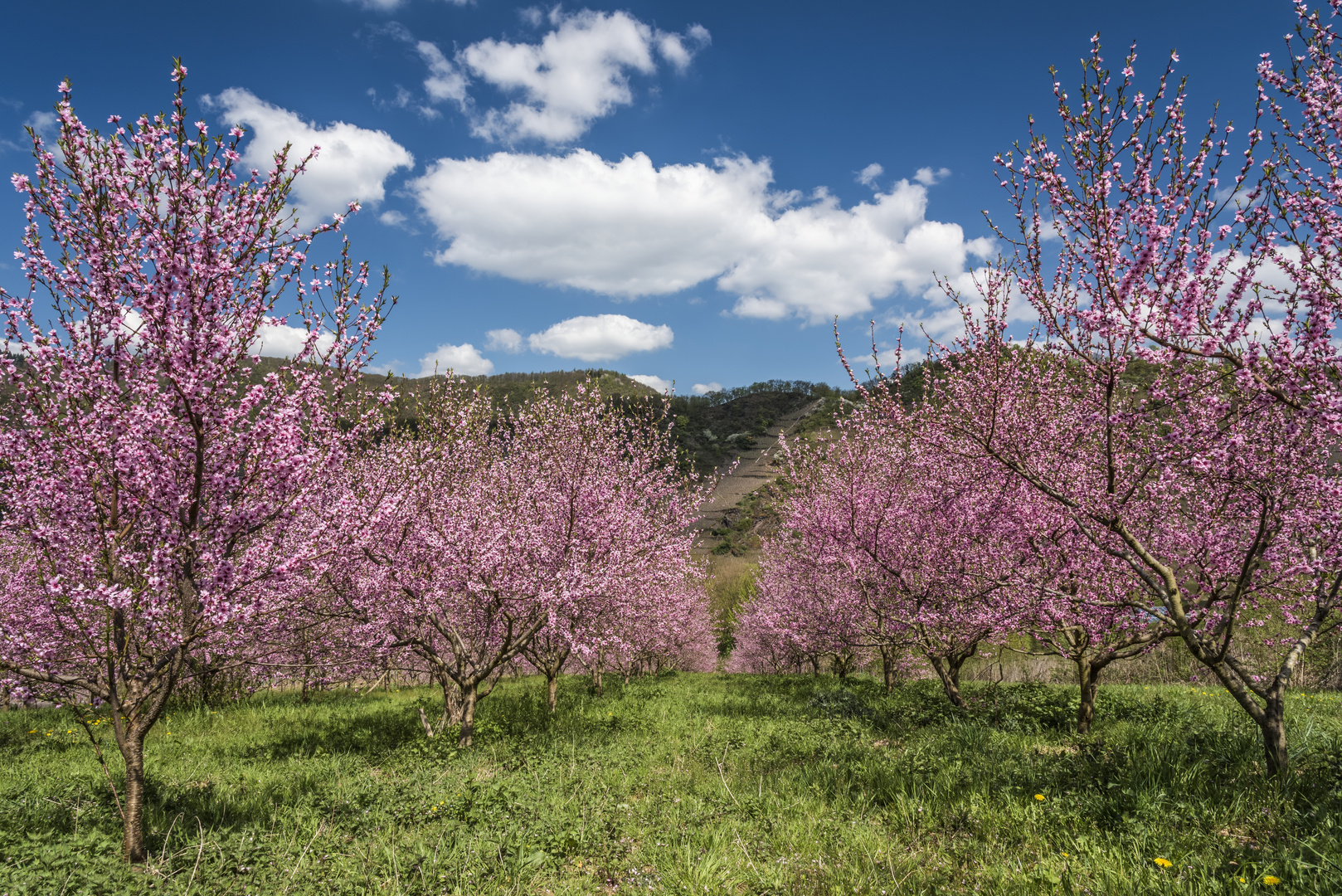 *Weinberg-Pfirsich Blüte* Foto &amp; Bild | deutschland, europe, rheinland ...