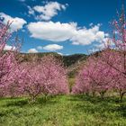 *Weinberg-Pfirsich Blüte*