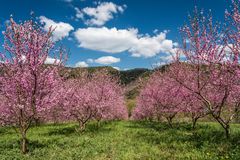 *Weinberg-Pfirsich Blüte*