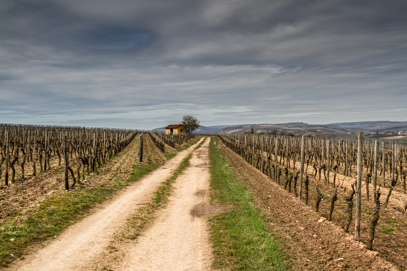 Weinberg Rheinhessen