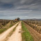 Weinberg Rheinhessen