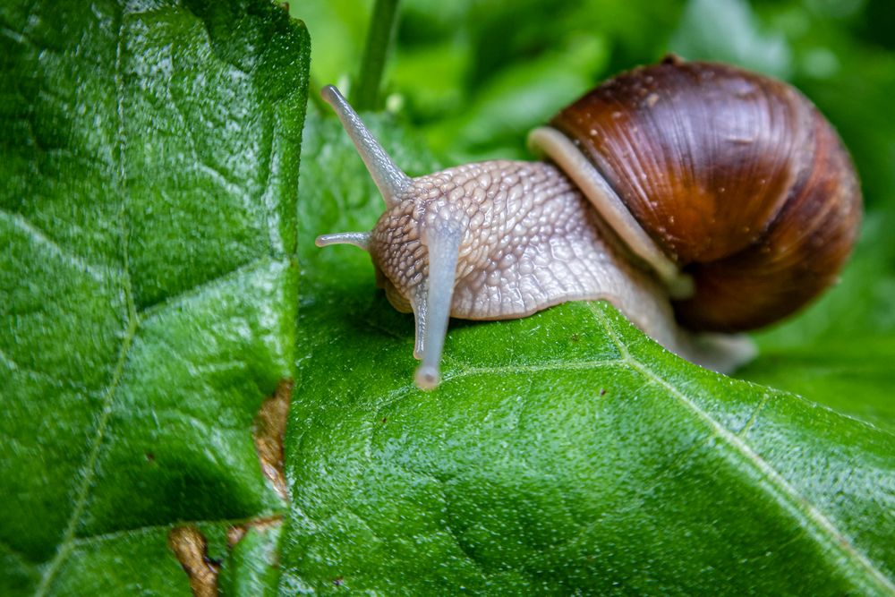 Weinberg Schnecke Foto & Bild tiere, wildlife, schnecken & muscheln