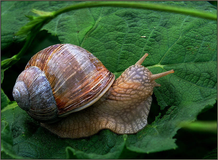 Weinberg-Schnecke