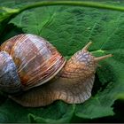 Weinberg-Schnecke