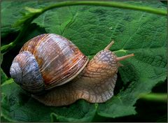 Weinberg-Schnecke