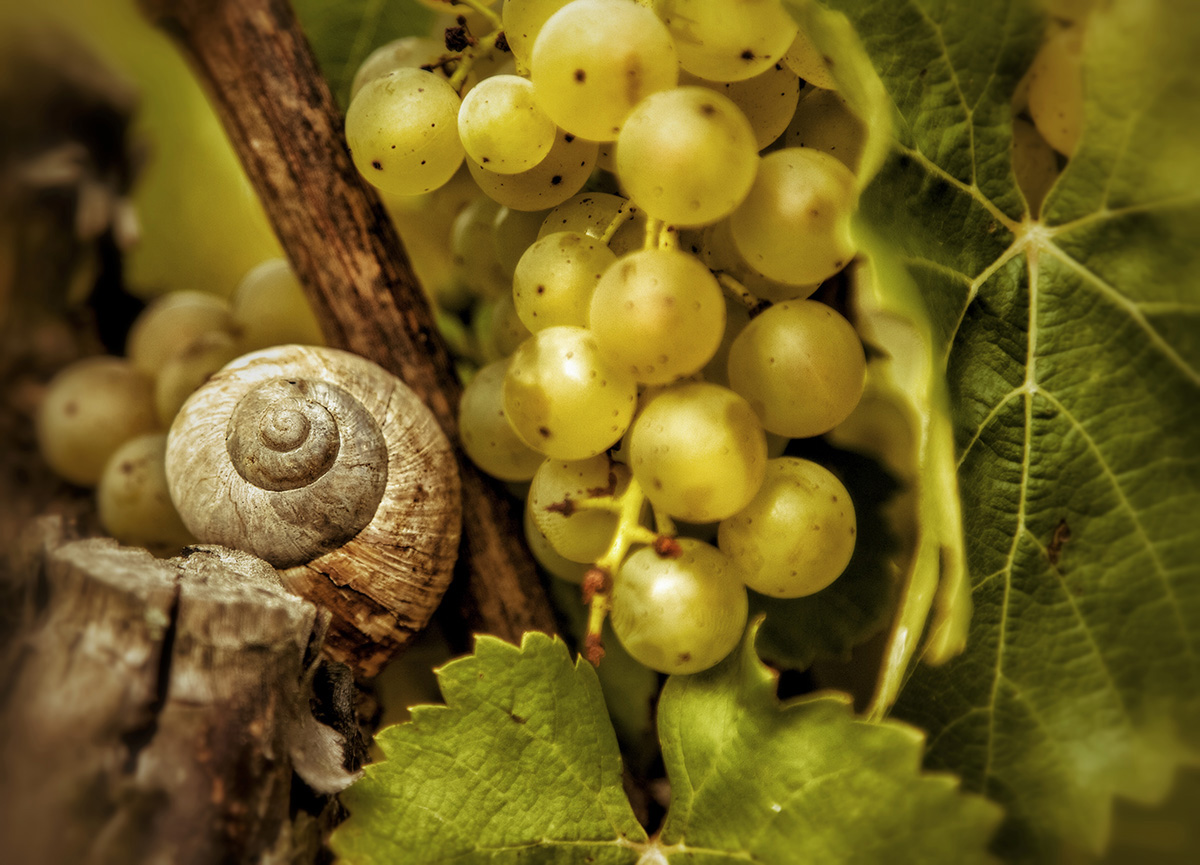 Weinberg-Schnecke