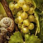 Weinberg-Schnecke