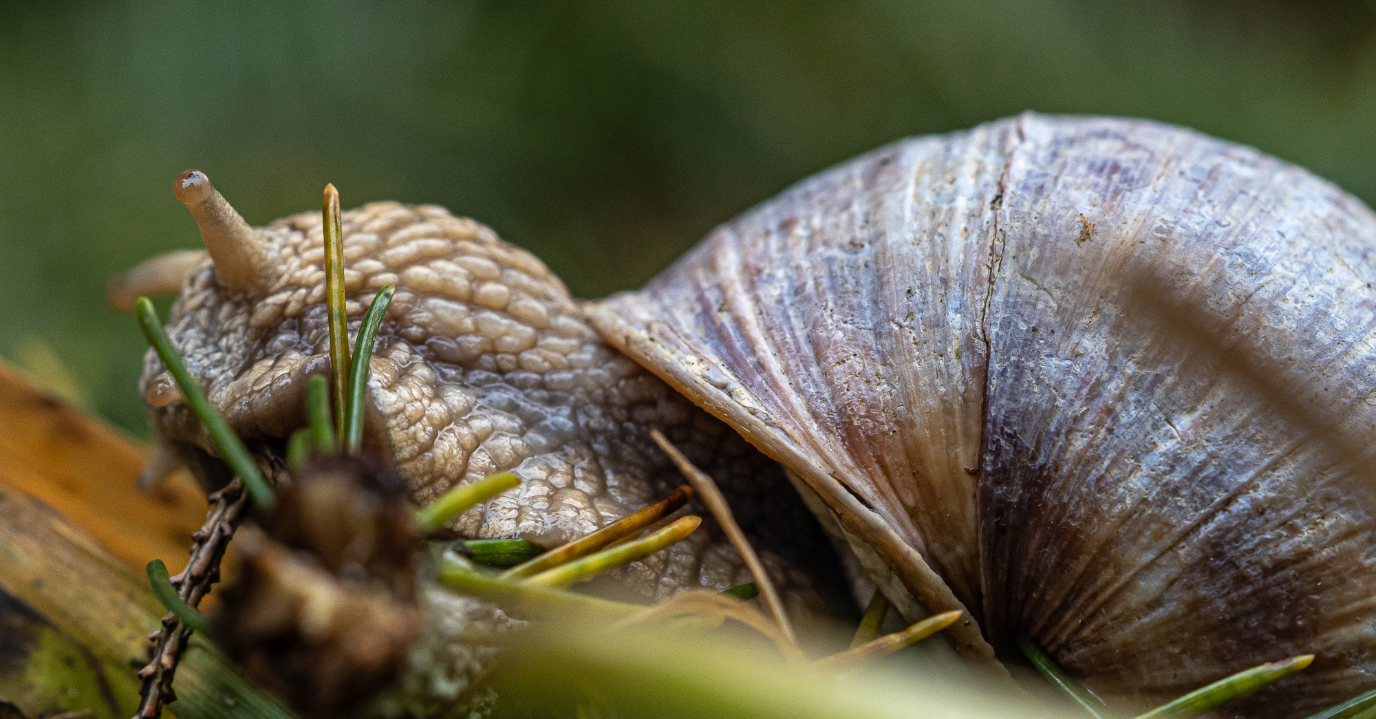 Weinberg Schnecke