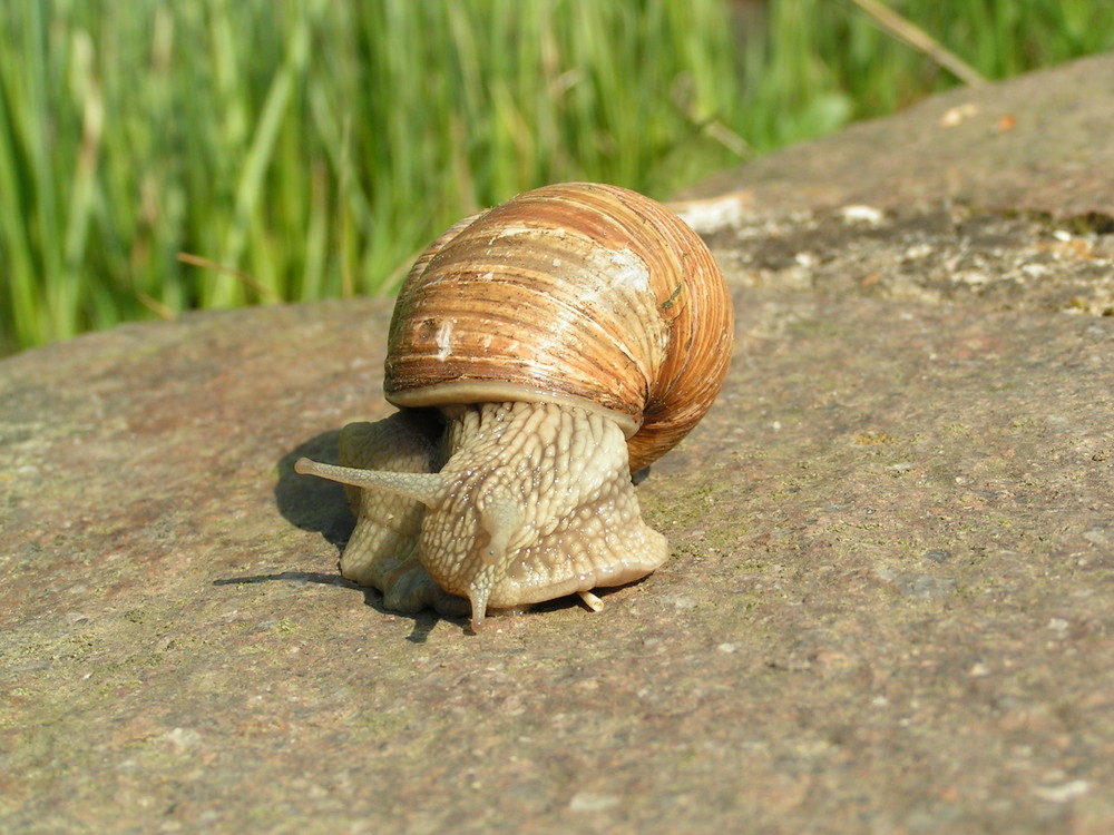 weinberg schnecke