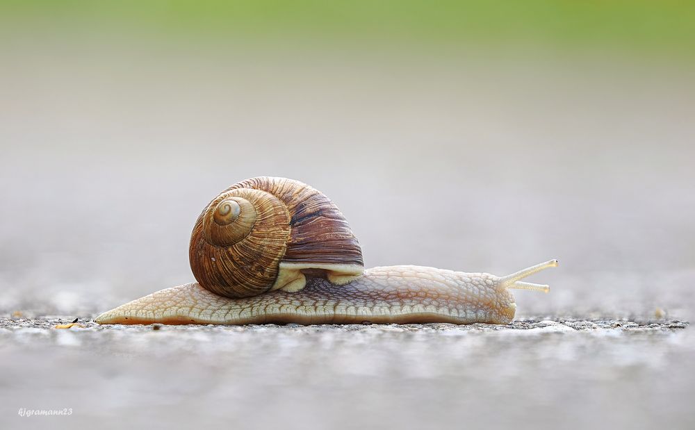 weinberg - schnecke ....