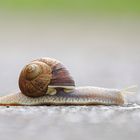 weinberg - schnecke ....