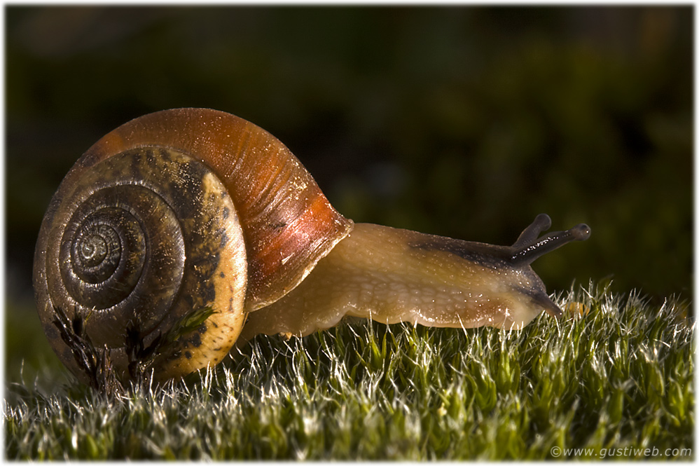 Weinberg-Schnecke II