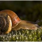 Weinberg-Schnecke II