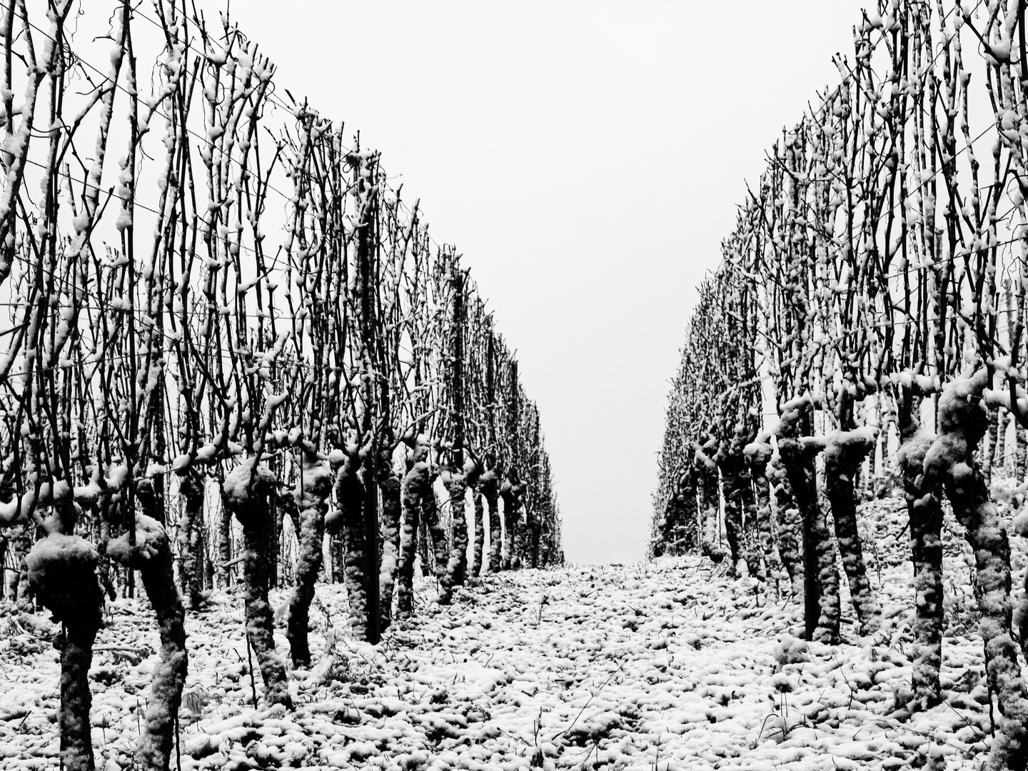 Weinberg Schwarz - Weiss