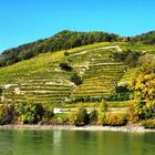 Weinberg-Steillagen in der Wachau