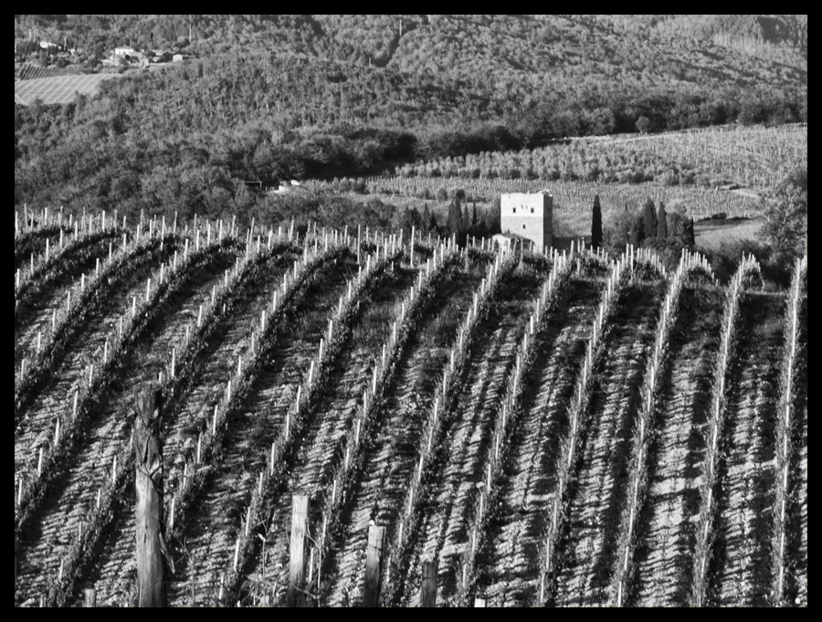 Weinberg (Toscana)