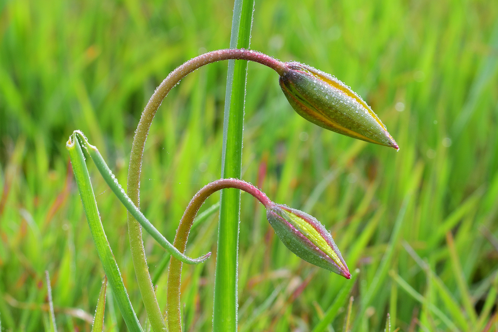 Weinberg-Tulpe (3/3)