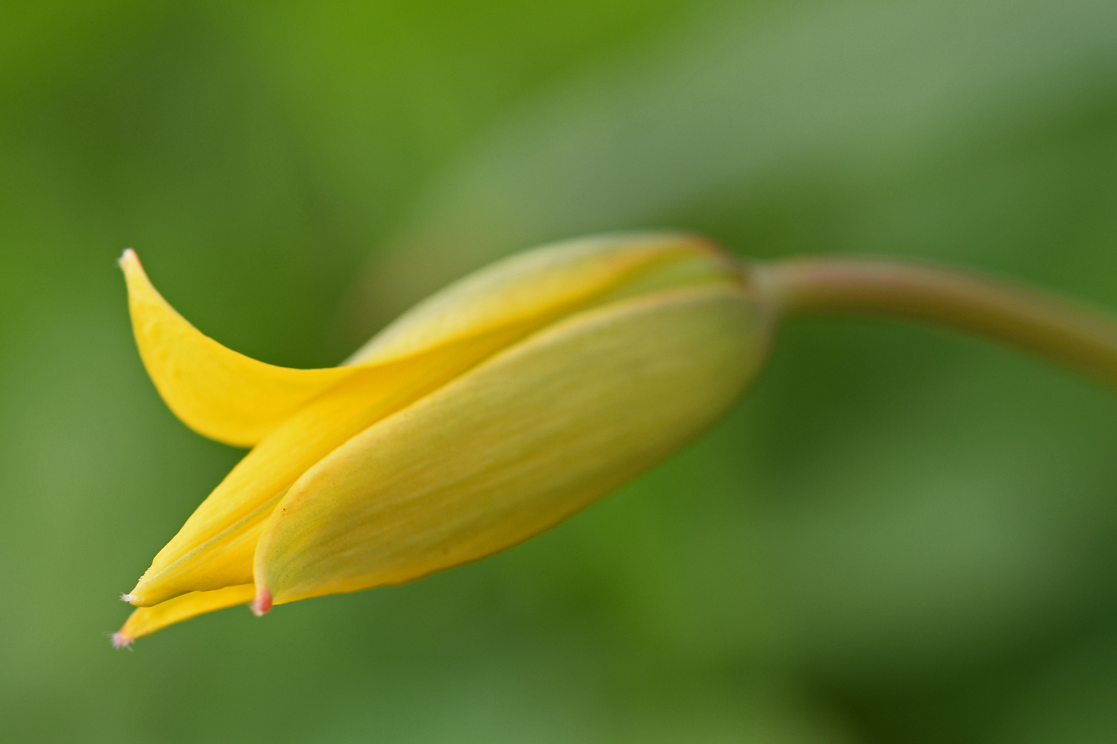 Weinberg-Tulpe (Tulipa sylverstris) (1/4)