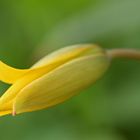 Weinberg-Tulpe (Tulipa sylverstris) (1/4)