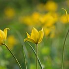 Weinberg-Tulpe (Tulipa sylverstris) (4/4)