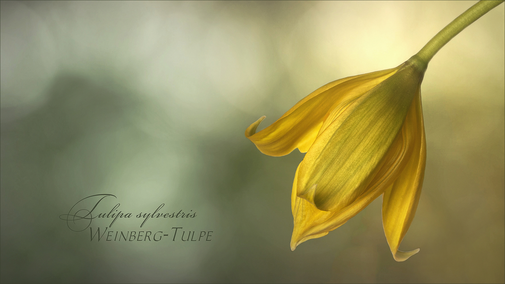 Weinberg Tulpe - Tulipa sylvestris...