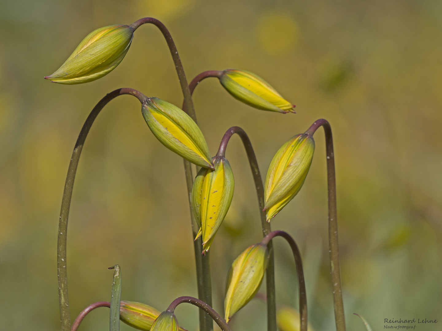  Weinberg-Tulpen