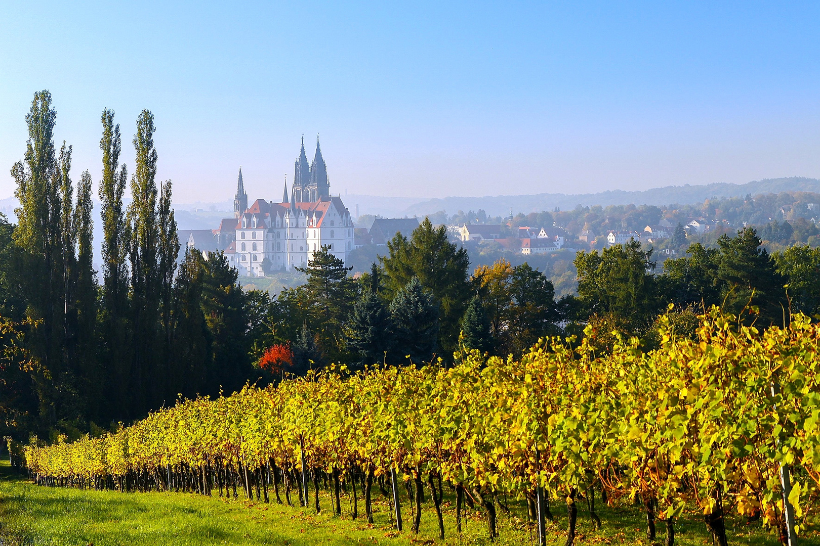 Weinberg über Meißen