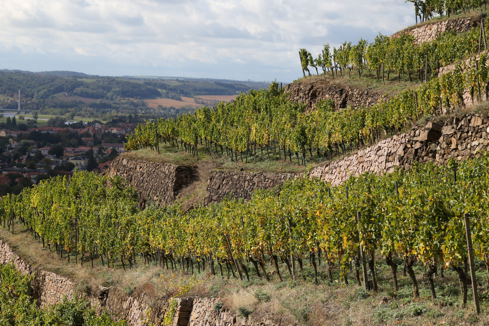 Weinberg über Radebeul