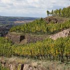 Weinberg über Radebeul