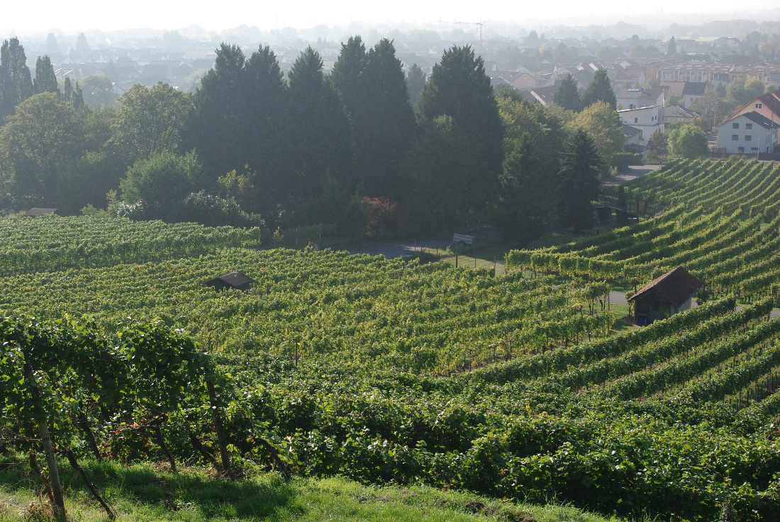 Weinberg über Schriesheim