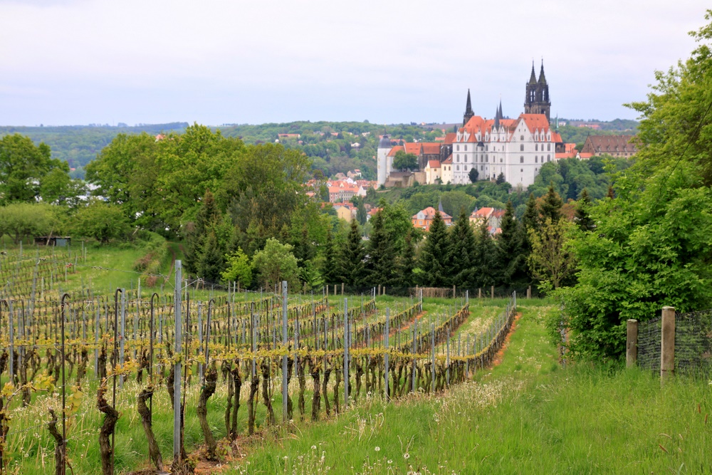 Weinberg und Albrechtsburg