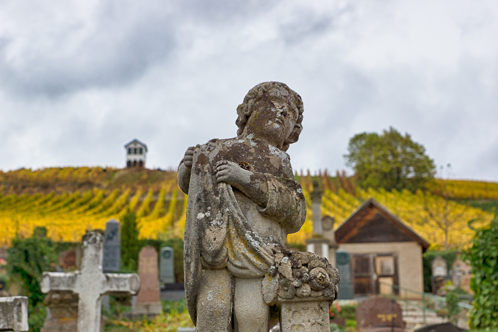 Weinberg und Friedhof im Herbst in Barr / Elsaß