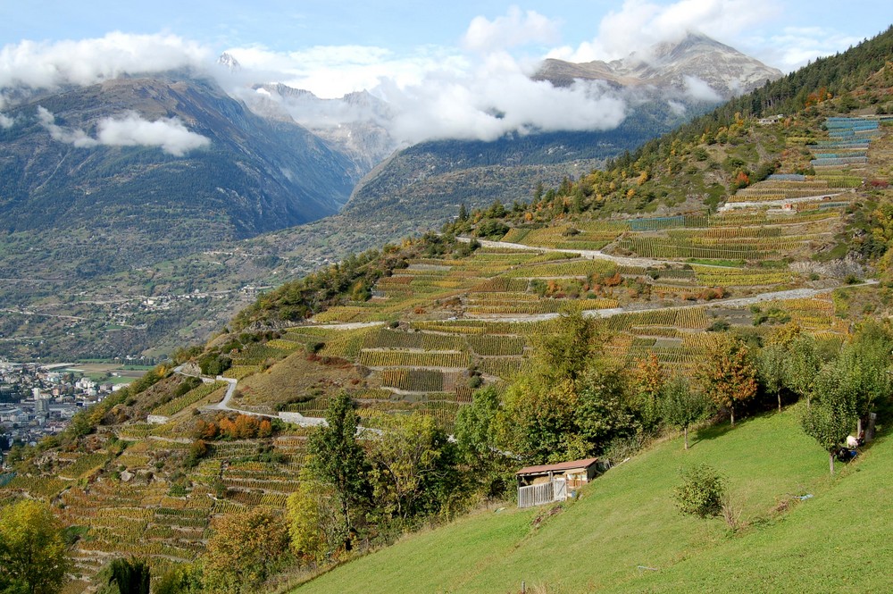 Weinberg Visperterminen