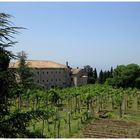 Weinberg von Kloster Montecassino