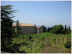 Weinberg von Kloster Montecassino