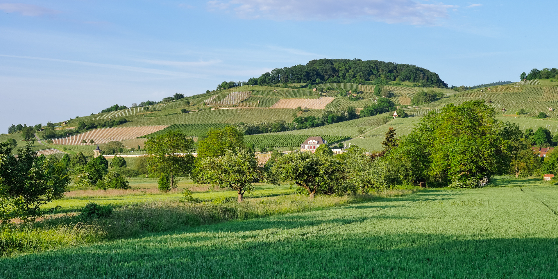 Weinberg zwischen Bensheim und Heppenheim 2016