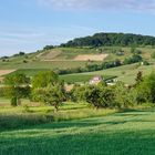 Weinberg zwischen Bensheim und Heppenheim 2016