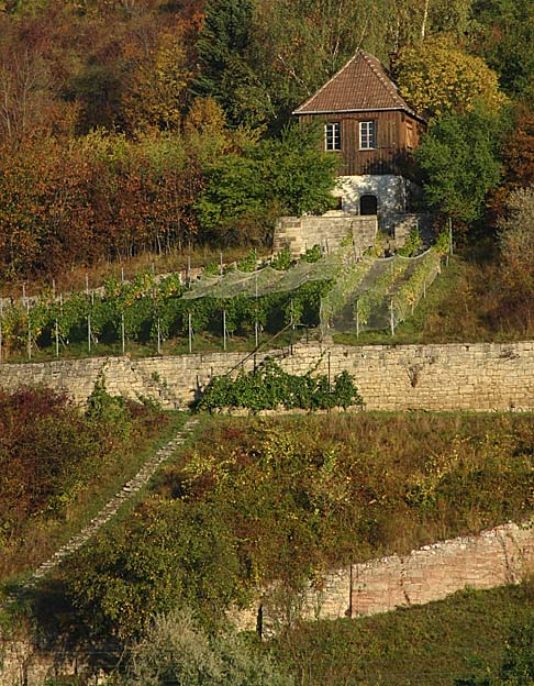 Weinberg zwischen Naumburg und Bad Kösen