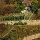 Weinberg zwischen Naumburg und Bad Kösen