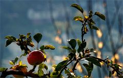 Weinbergäpfel