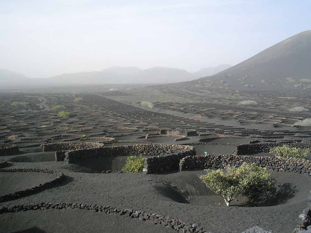 Weinberganbau auf Lanzarote