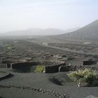 Weinberganbau auf Lanzarote