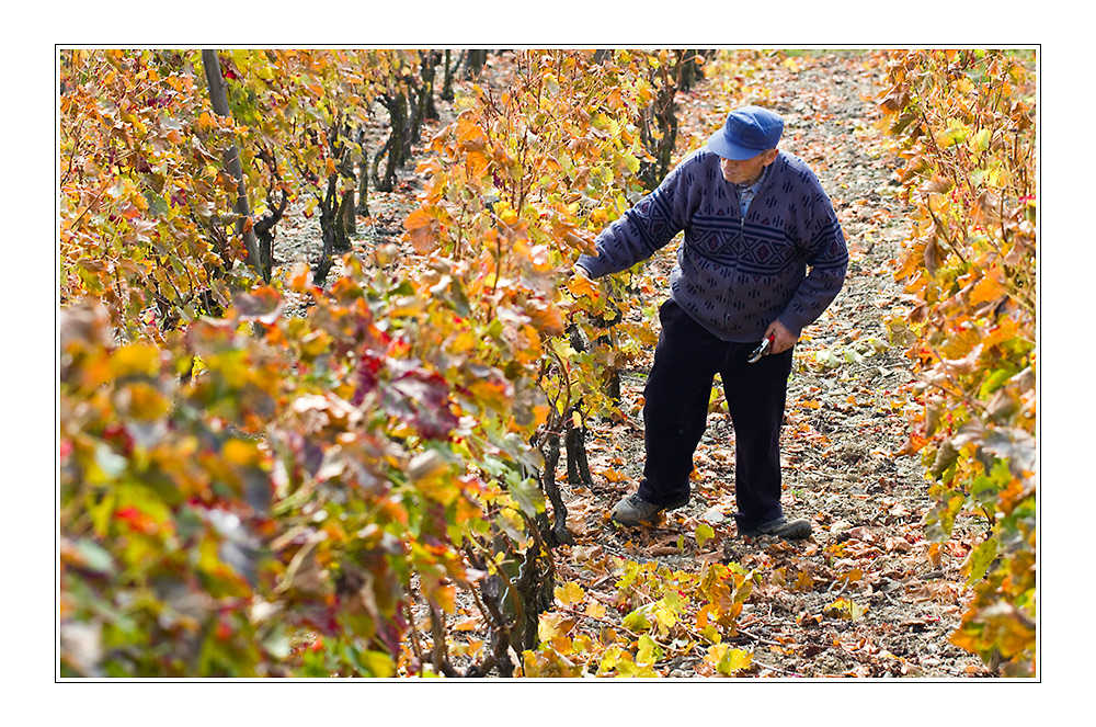 Weinbergarbeiter