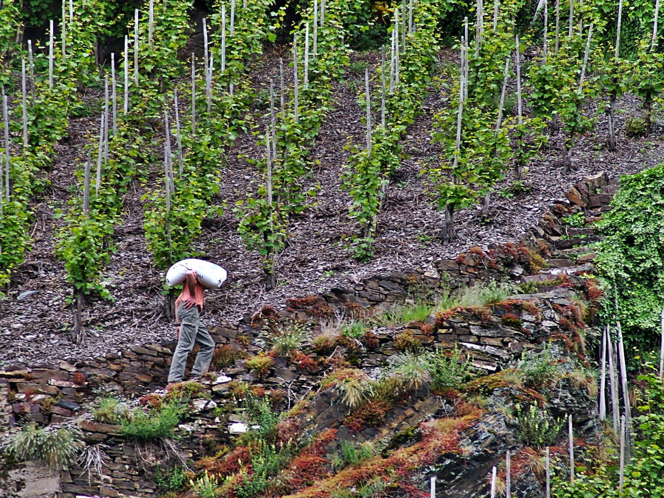 Weinbergarbeiter an der Mosel