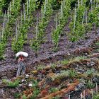 Weinbergarbeiter an der Mosel