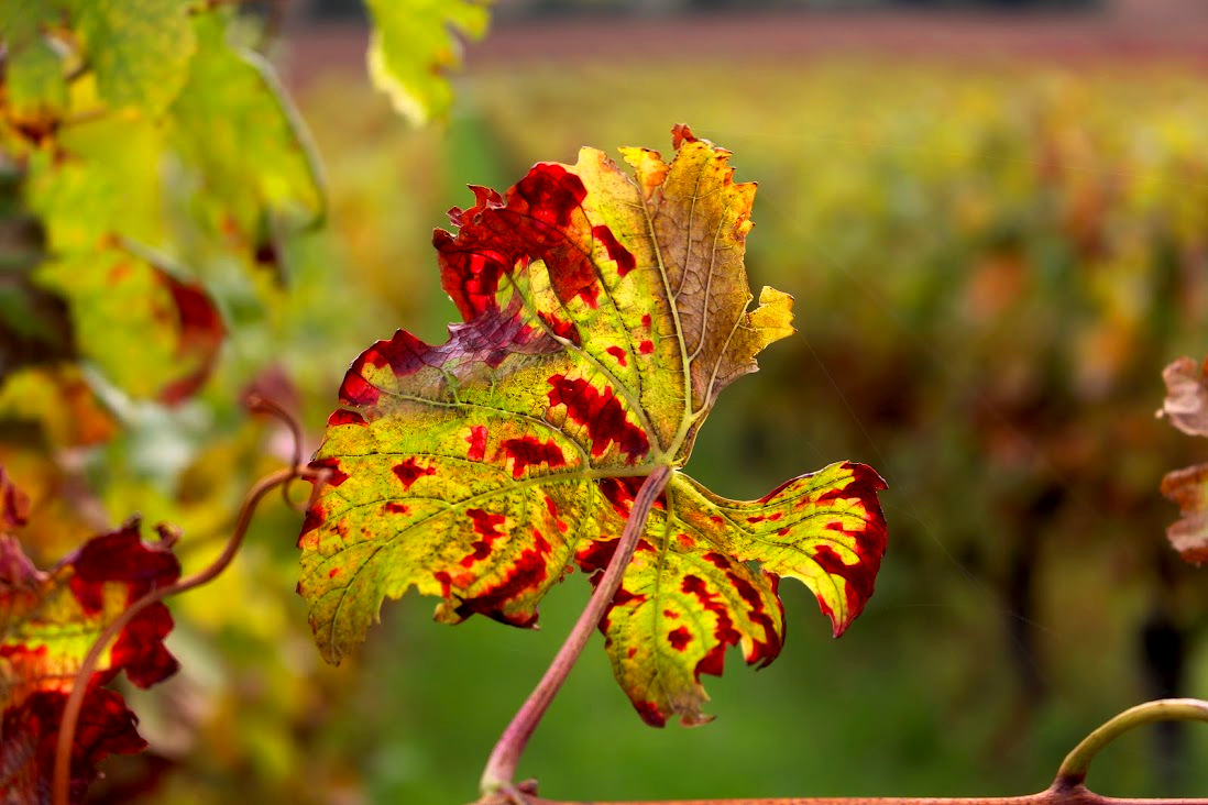 Weinbergblatt