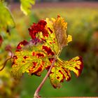 Weinbergblatt